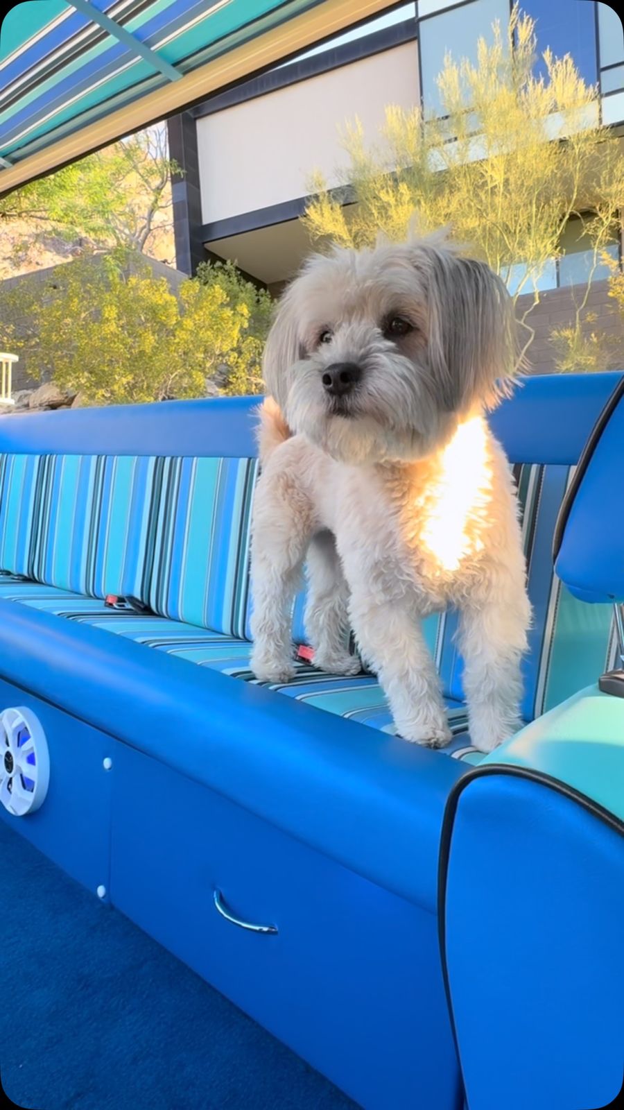 A dog riding on Betty's bench